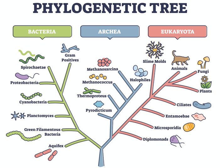 The Tree of Life shows how organisms are related to each other.