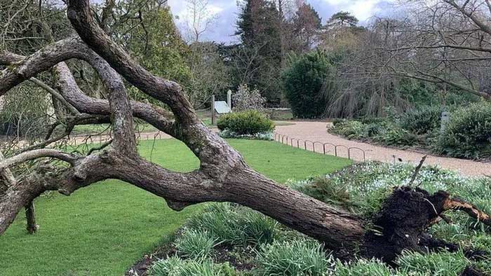 Newton's apple tree in the University of Cambridge garden was toppled by the storm.