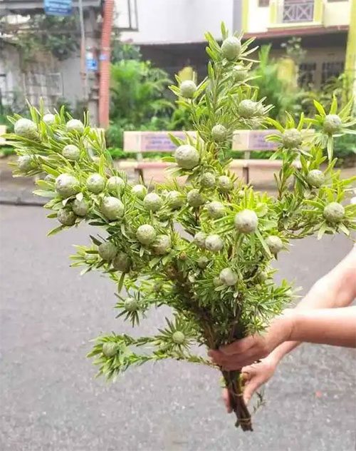 Each bunch of stone pine is sold on the market at a price ranging from 130,000 to 150,000 VND.