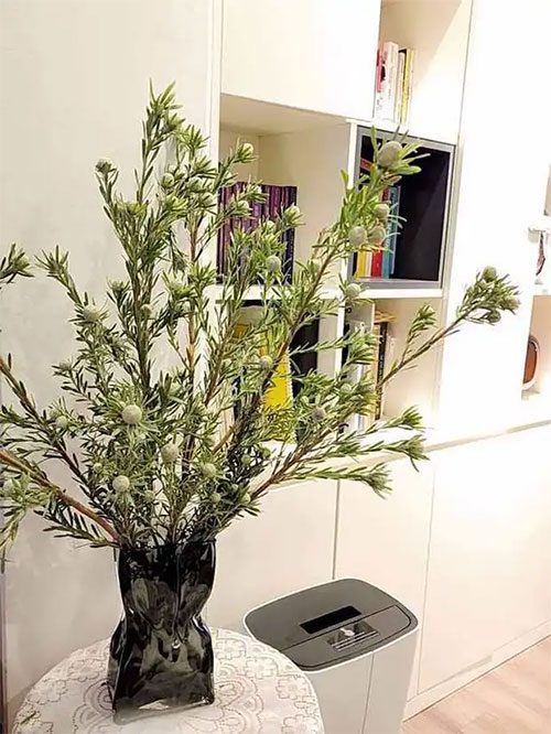 The unique stone pine branch lasts a month when arranged and is very affordable, captivating many.