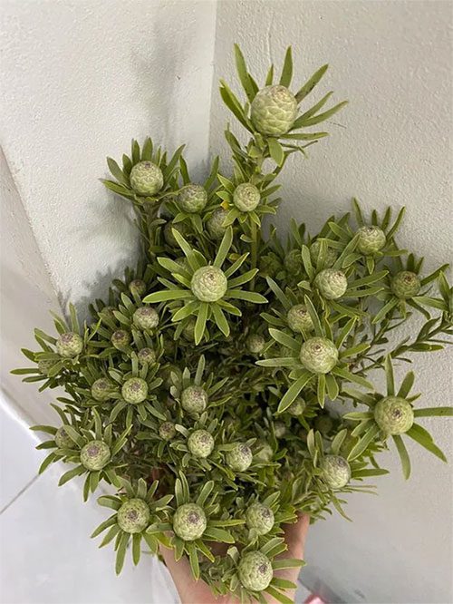 At first glance, this stone pine fruit resembles the artichoke grown in Vietnam but is smaller.