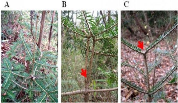 Pine tree near Fukushima plant does not sprout.