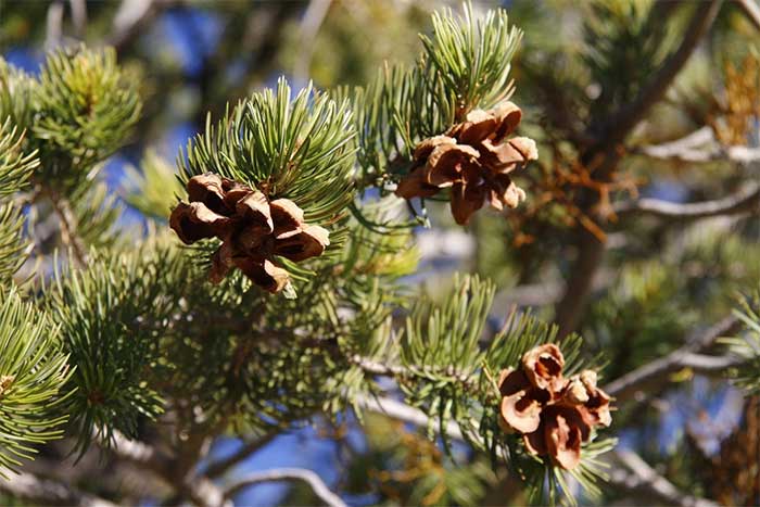 This pine species is also an important food source for indigenous people.