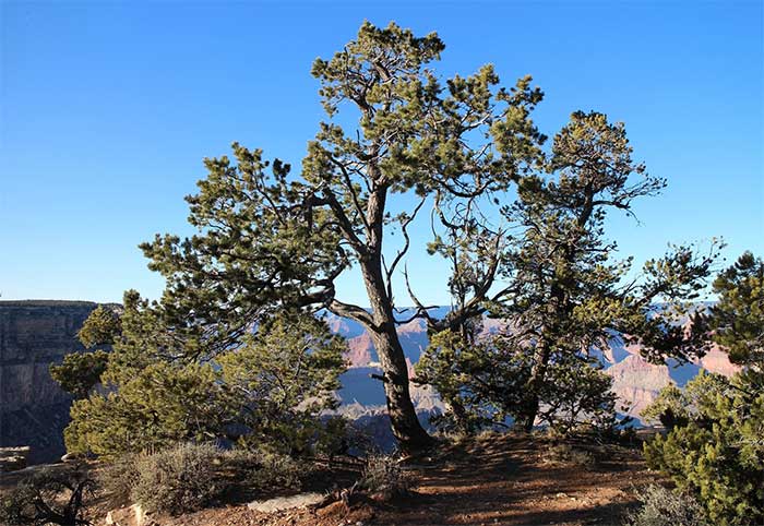 Pinyon pine is the primary habitat for the Pinyon Jay.