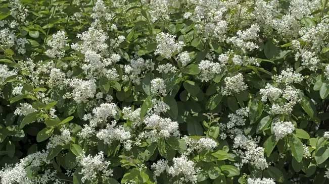 Privet