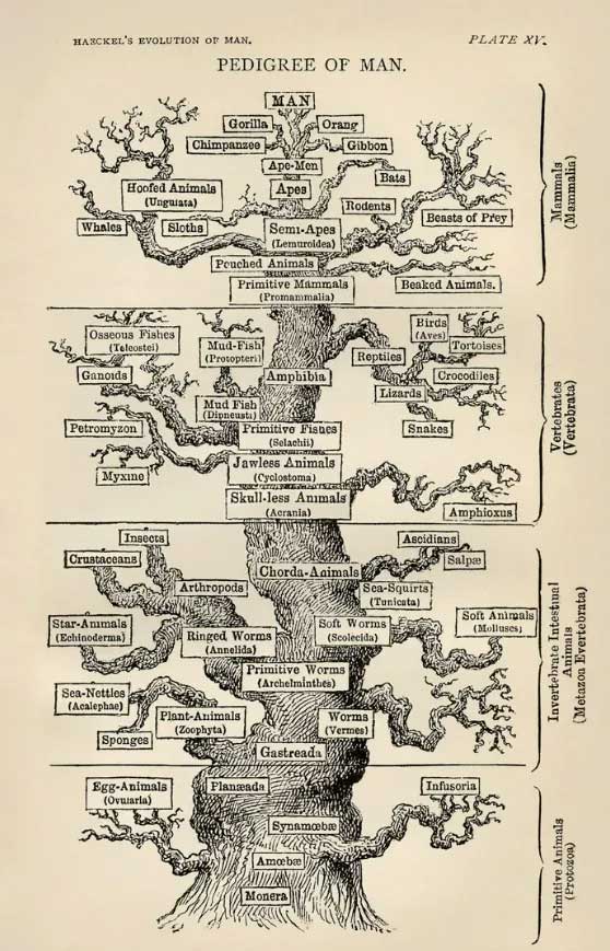 Ernst Haeckel's evolutionary tree.