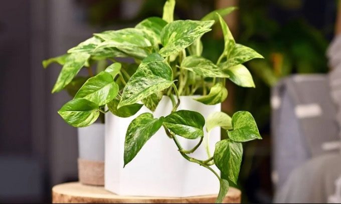 Genetically modified pothos plant.