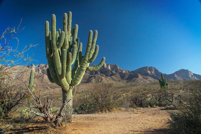 Saguaro cactus is a symbol of the desert landscape in the United States.