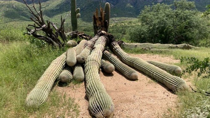 200-year-old Saguaro cactus toppled by heavy rains in Catalina Park.