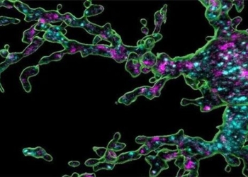 cell discovery how young children develop 123369