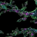 cell discovery how young children develop 123369