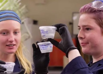 cement formed from stone with biology helping to protect the environment 121372