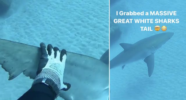 Nick Bailey swimming behind the shark and touching its tail fin.