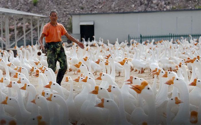 Goose farming.