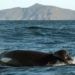 changing hippopotamus to snake eating snake to giant catfish breeding maps in close 118498