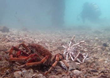 changing the thousand year old store of the husband and wife under the sea 121551