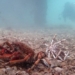 changing the thousand year old store of the husband and wife under the sea 121551