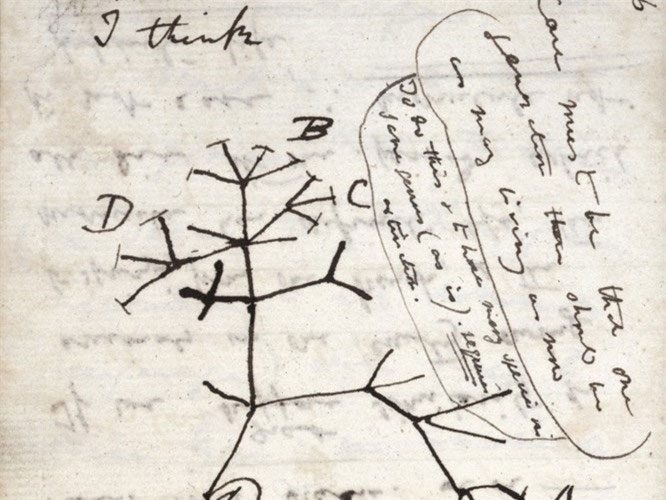 Charles Darwin's diagram from 1837