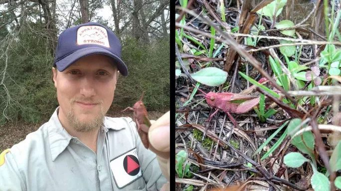 Dirk Parker shares an image of the rare pink grasshopper, now being kept as a pet.