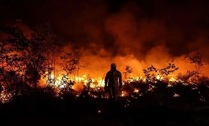 Wildfire