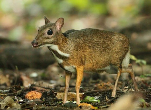 Java Mouse-deer