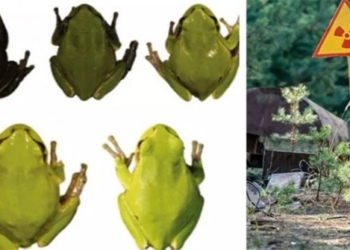 chernobyl remote area creates black color changing frog 123316
