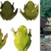 chernobyl remote area creates black color changing frog 123316