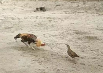 chicken challenges chicken in the spotlight many times and the surprising ending 118973