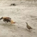 chicken challenges chicken in the spotlight many times and the surprising ending 118973