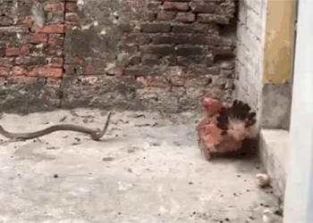 chicken egg fried rice warrior snakes are not protecting the offspring and the ending is appropriate 119746