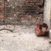 chicken egg fried rice warrior snakes are not protecting the offspring and the ending is appropriate 119746