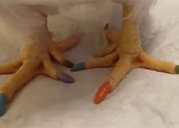 chicken in the box chu lam makes nail hoang trang go viral on social media 119539