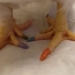 chicken in the box chu lam makes nail hoang trang go viral on social media 119539
