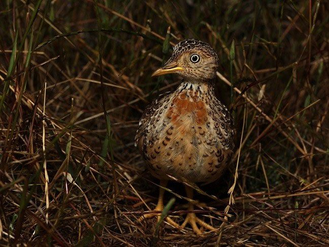 Pedionomus torquatus is a very mysterious bird as it rarely appears during the day.