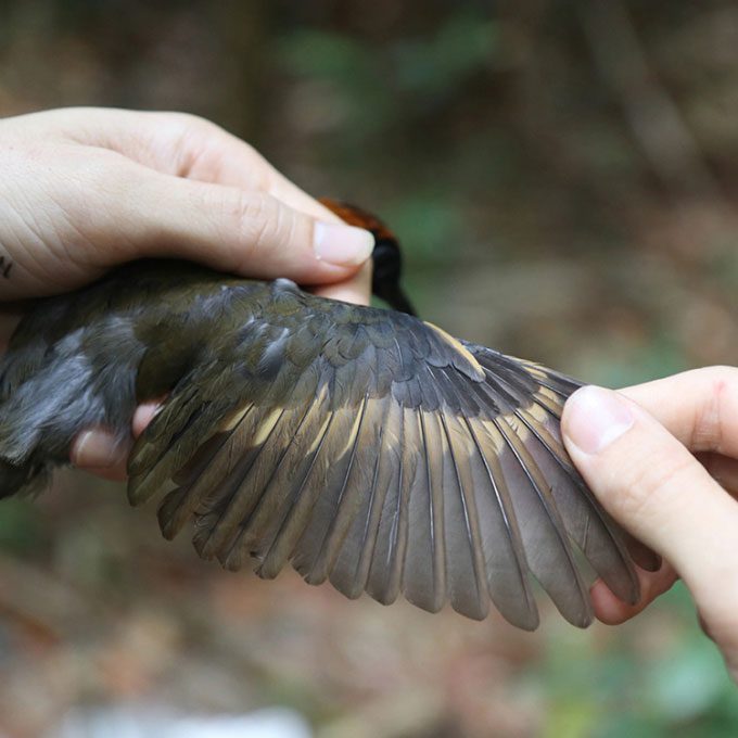 Changes in weight and size are a way for birds to adapt to climate change.
