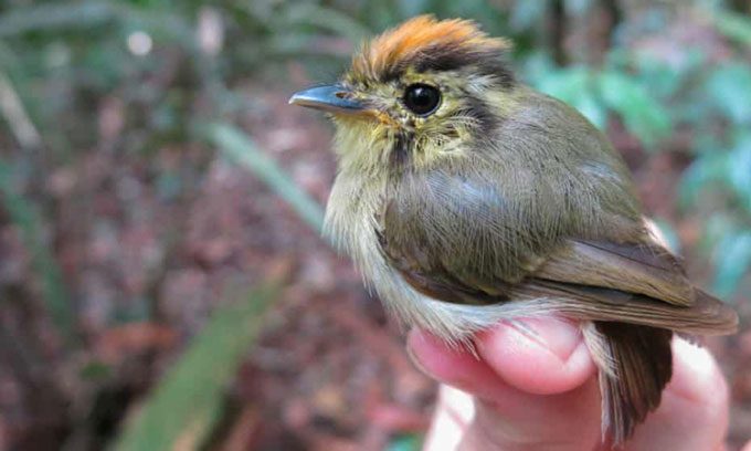 The Platyrinchus coronatus species in the Amazon is a "victim" of climate change.