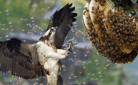 Honey buzzard facing hornets.