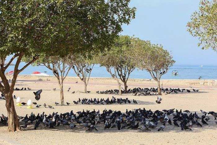 Pigeons seeking shade under a tree in Kuwait City.