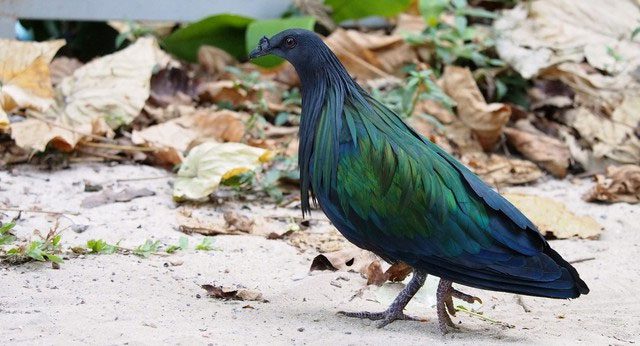 The Nicobar Pigeon is a rare species listed in the Red Book of Vietnam and the world.