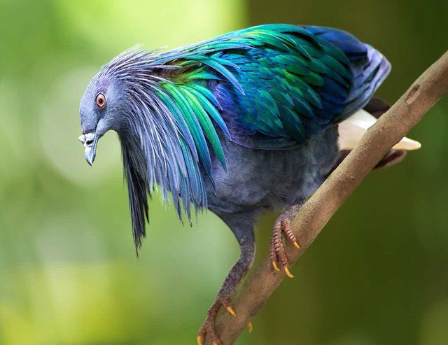 The rare beauty of the Nicobar Pigeon.