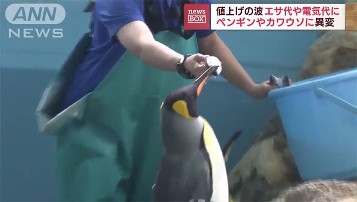 Penguins