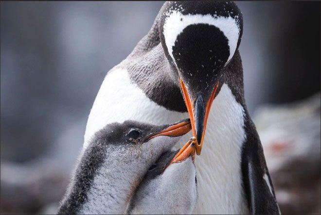 Both mother and father penguins take turns foraging for food to feed their young.