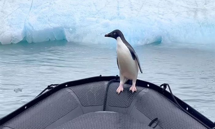 The penguin jumps onto the boat while fleeing from a leopard seal.