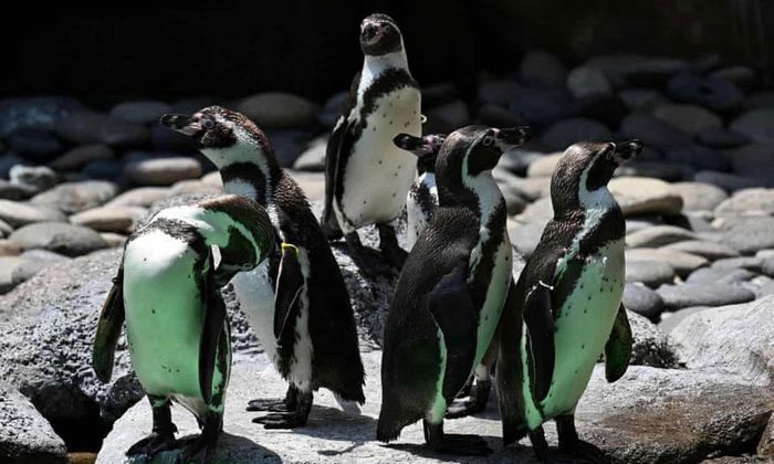 Humboldt Penguin