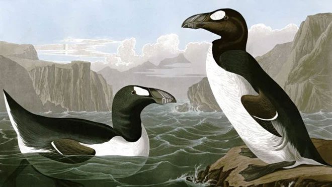 Antarctic penguin
