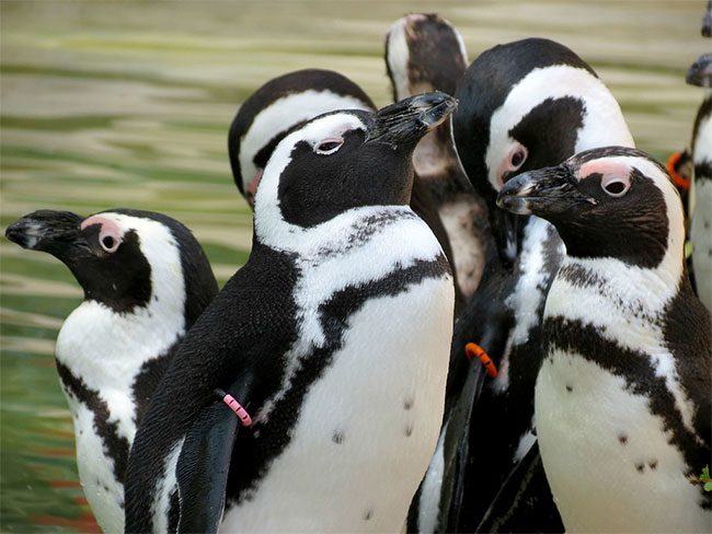 The vocal mimicry ability of Spheniscus demersus surprises scientists