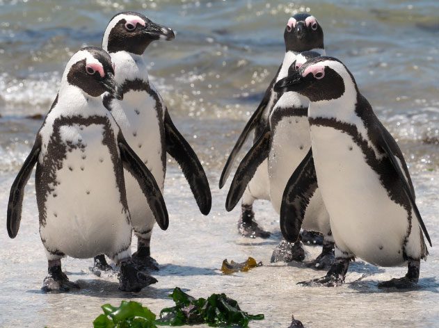 African Penguin