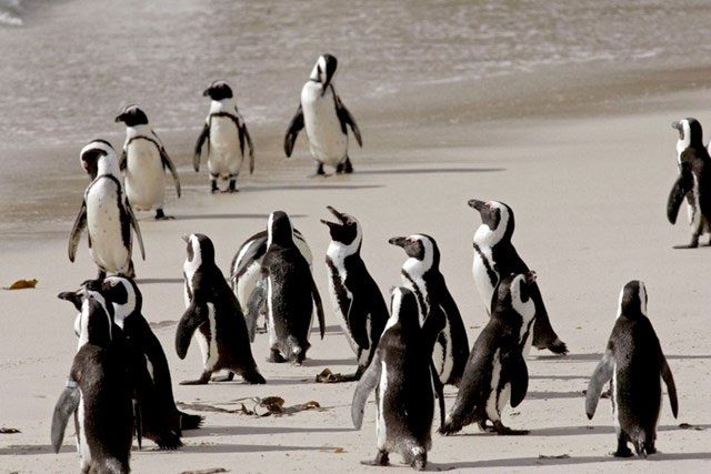 African penguins at risk of extinction due to noise pollution.