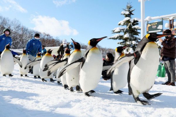 The zoo organizes activities for penguins to exercise during winter.