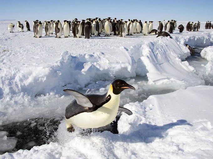 Penguin populations are declining sharply due to melting ice.